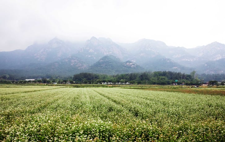 Buckwheat_field.jpg