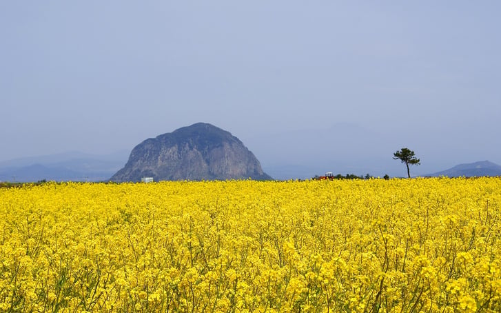 jeju-987478_1280.jpg